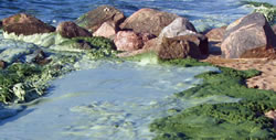Lake Winnipeg algae blooms