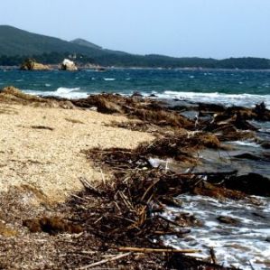 image of rough beach with sticks and rocks and waves in the distance