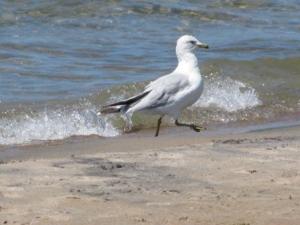 Image of seagull walking along the lake's shore