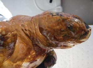 image of green turtle covered in oil