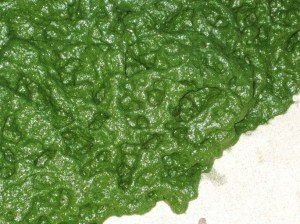 image of algae sludge on beach