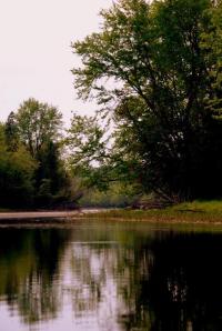 image of quiet waters with trees on the shore