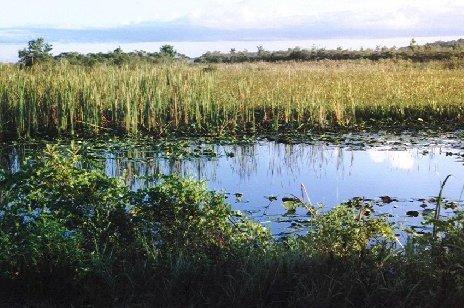image of marsh at lake's edge