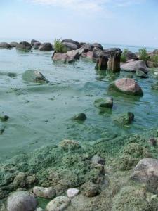 Algae Victoria Beach Aug. 1 2010 image of rocks in lake coated with algae