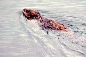 image of beaver swimming