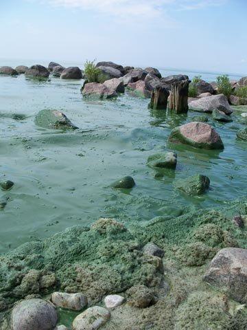 image of blue-green algae covering rocks at beach