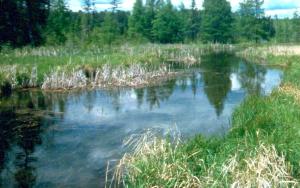 image of marsh surrounded by trees and plant growth