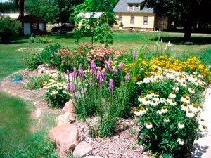 image of garden with native plants
