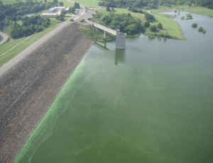 image of lake with very green colour from algae bloom