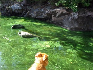 Dog eyeing blue-green algae at Minaki, Ontario 2011 - courtesy of Todd Sellers