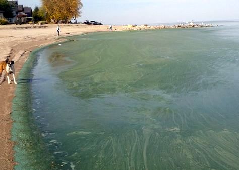 image of dog standing on beach at edge of blue-green algae covered water