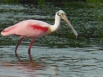 image of pink wading bird in a few inches of water