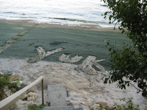 Algae on beach at Lake Winnipeg