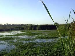 image of green vegetation arund a marshy area