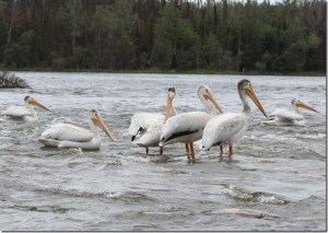 Pelicans on Lake Winnipeg, photo credit The Wilderness Classroom