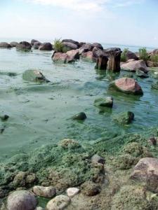 Blue-green algae on the shoresof Lake Winnipeg
