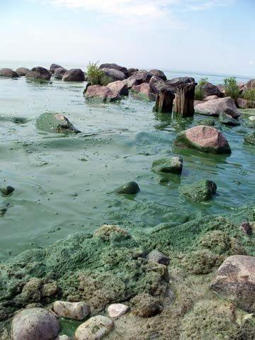 Algae Victoria Beach Aug. 1 2010