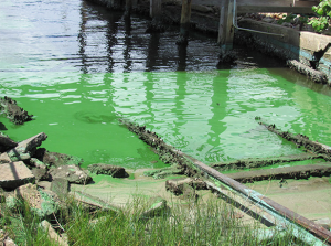 St. Lucie River Florida, photo courtesy of Dick Miller Earthjustice