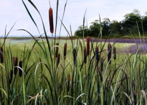 Cattails in Marsh