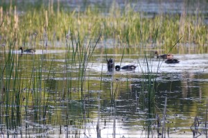 Wetland, photo courtesy of Ducks Unlimited Canada