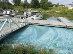 Blue-green algae at Pine Dock on Lake Winnipeg, photo courtesy of EICD