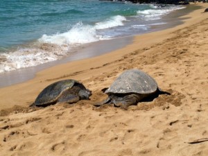 Sea Turtles on Maui beach 2014, photo courtesy of J. Gosselin