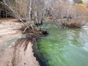 Blue-green algae , Gull Harbour on Lake Winnipeg 2014