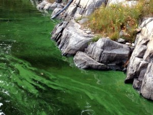Algae Winnipeg River Oct. 9, 2015