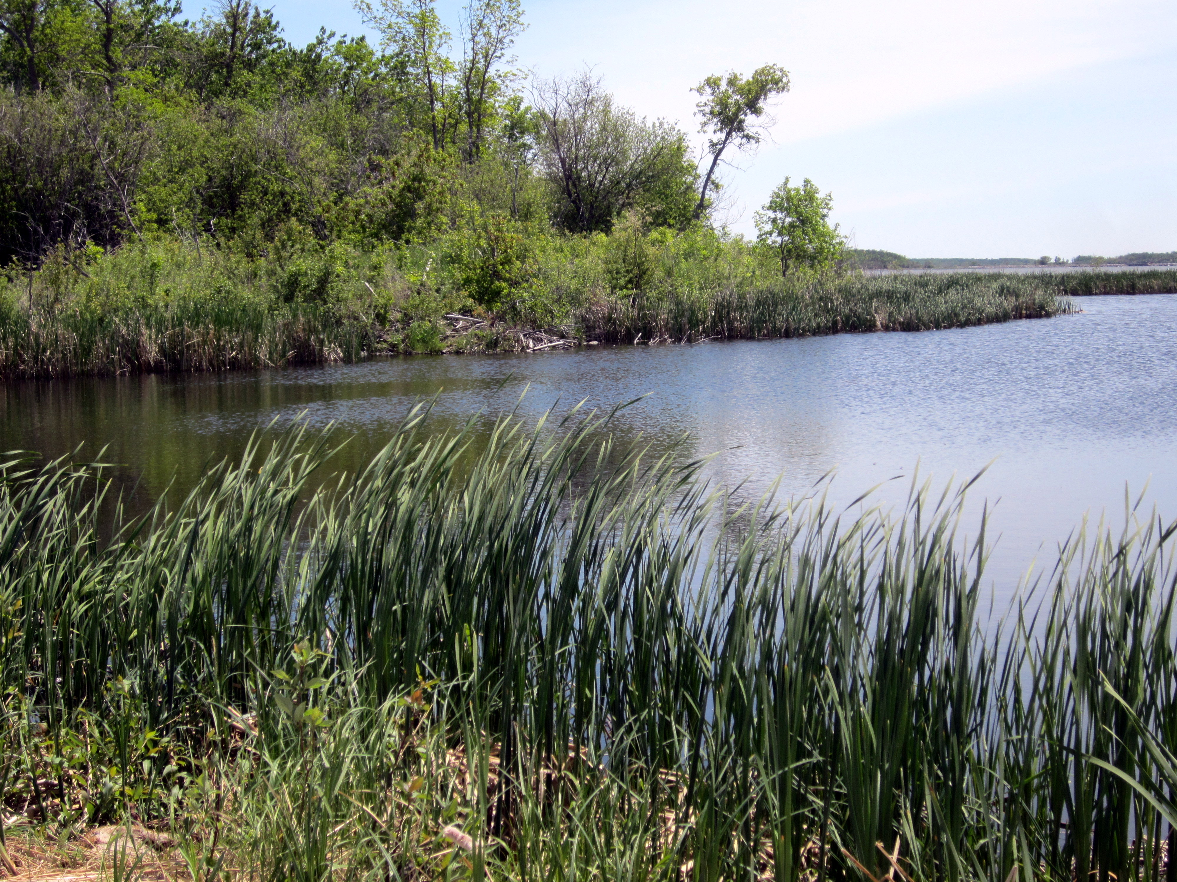 Grand Beach wetlands