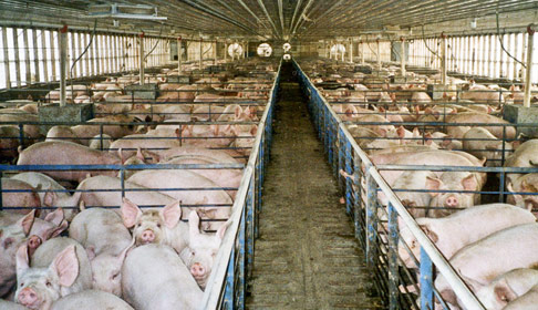 pigs in large barn