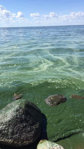 Brenda Vielhaber's pic of VB Aug 2017