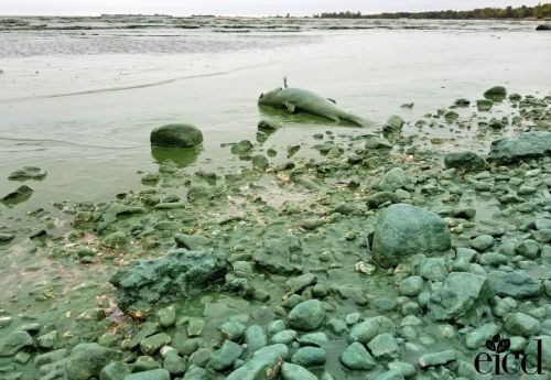 fishshoreline Gimli EICD.jpg